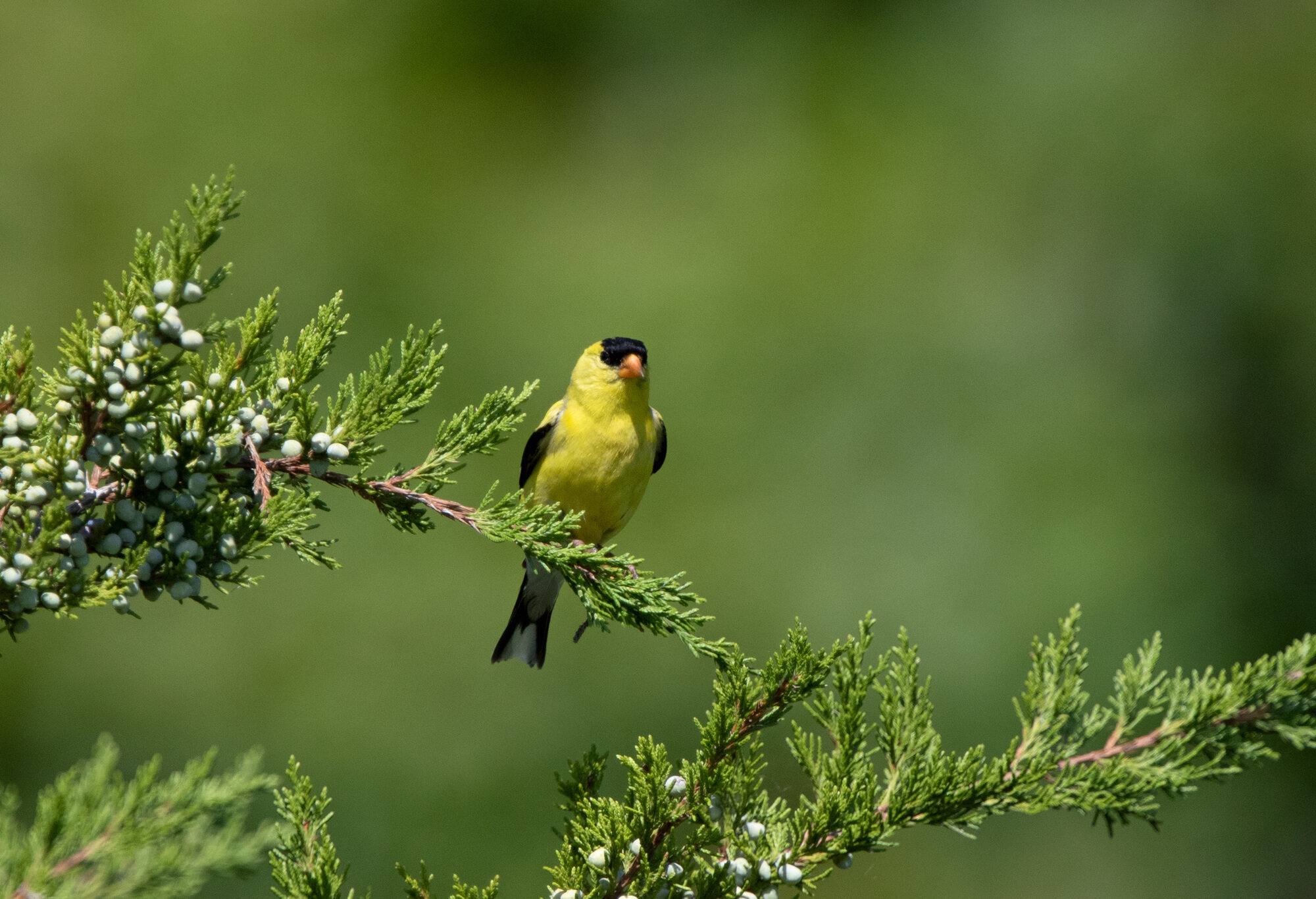American Goldfinch &copy; © Marv Elliott (CC-BY-NC)