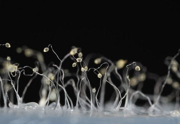 <i>Dictyostelium discoideum</i> 