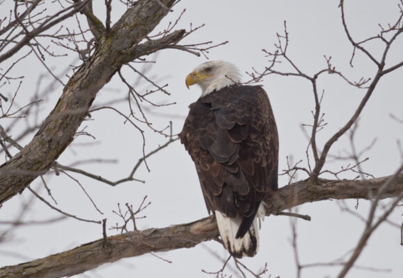 Bald Eagle - adult plumage &copy; © Nathaniel Sharp