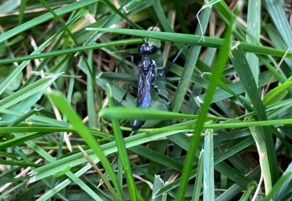 Gold-marked Thread-waisted Wasp dragging a paralyzed Angulose Prominent &copy; © Julia Pupko