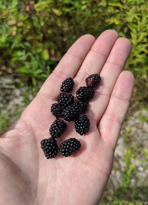 Red Maple (Acer rubrum) &copy; iNaturalist user carterdorscht