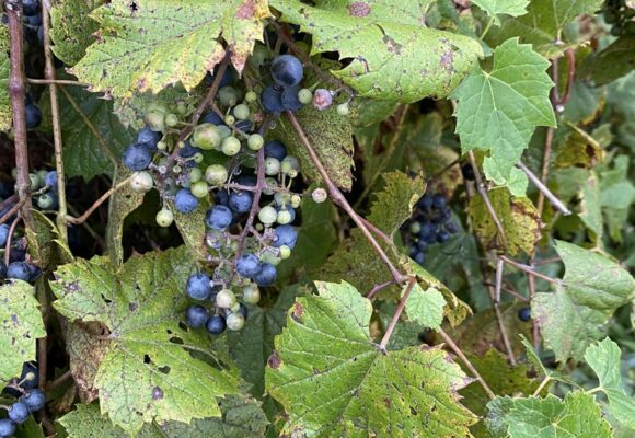 British Soldier Lichen (Cladonia cristatella) &copy; iNat user echughes