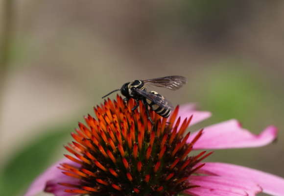 Squash Longhorn-Cuckoo (Triepeolus remigatus) &copy; © Spencer Hardy