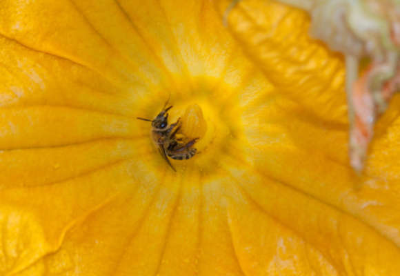 Pruinose Squash Bee (Peponapis pruinosa) &copy; © K.P. McFarland