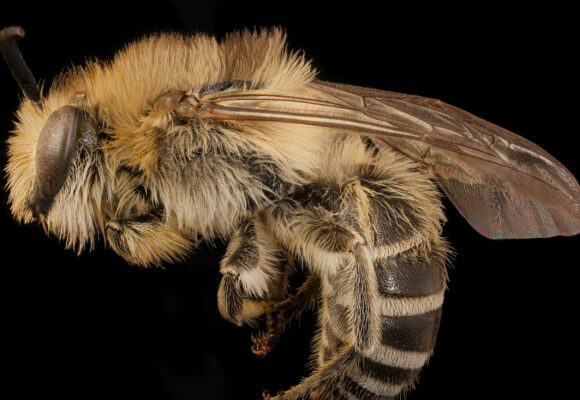 Aster Cellophane Bee (<i>Colletes compactus</i>) &copy;  © USGS Bee Inventory and Monitoring Lab