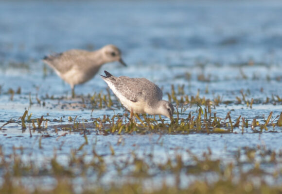 Red Knot (foreground) & Black-bellied Plover (background) foraging at Delta Park IBA in Colchester, VT. &copy; © Nathaniel Sharp