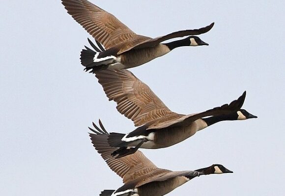 Canada Geese migrating &copy; © Jocelyn Anderson