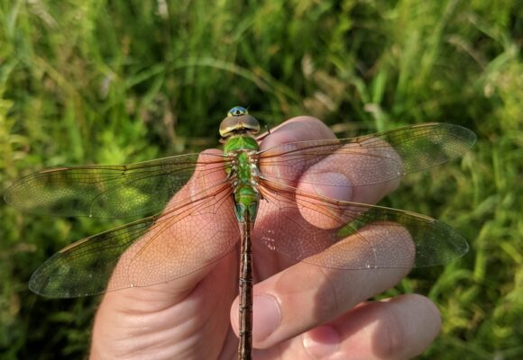Striped Skunk (Mephitis mephitis) &copy; iNaturalist user andywilson