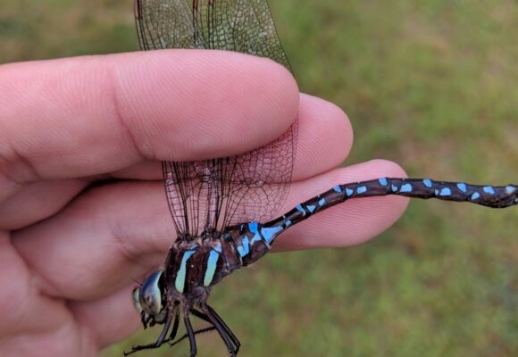 Carolina Wren (Thryothorus ludovicianus) &copy; iNaturalist user andywilson