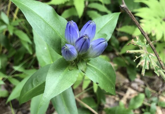 Bottle Gentian &copy; © Ryan Rebozo