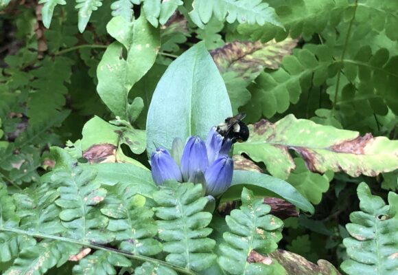 Bumblebee breaking into a Bottle Gentian flower. &copy; © Ryan Rebozo