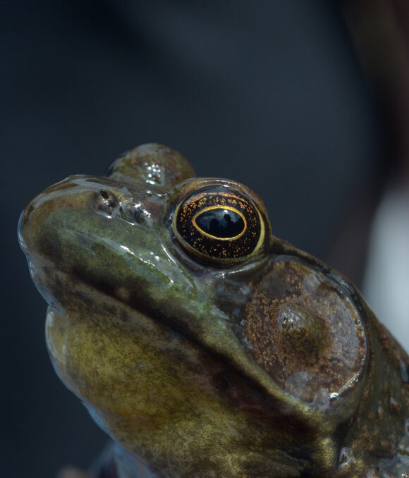 Fall Webworm caterpillar  &copy; iNat user jfmantis