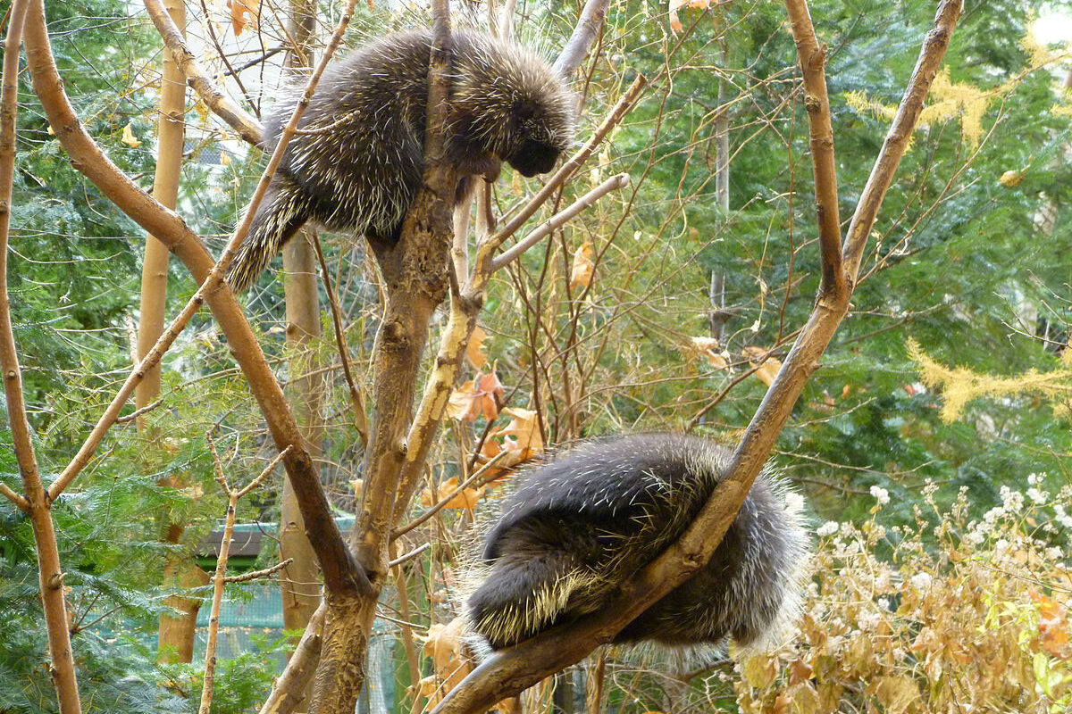 North American Porcupine &copy; ©Mattnad (Wikimedia)