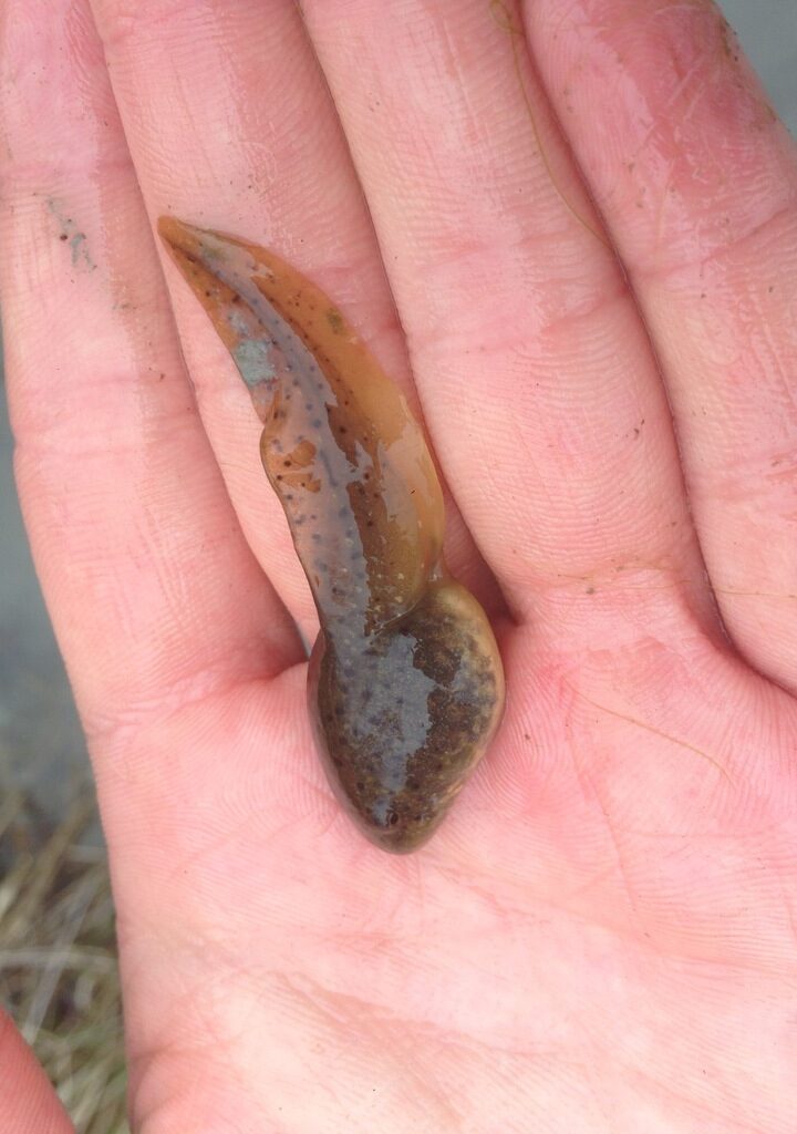 Pine Cone Willow Gall Midge (Rhabdophaga strobiloides) &copy; iNat user chase_m