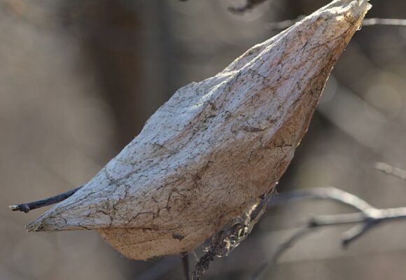 Cecropia Cocoon &copy; © Ryan Hodnett 
