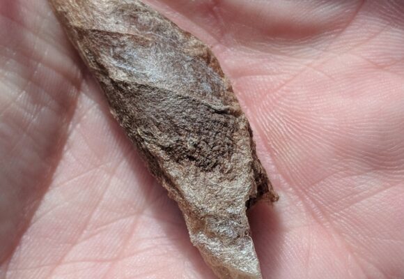 Promethea cocoon &copy; © Nathaniel Sharp