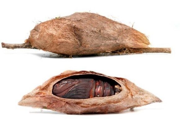 Cecropia cocoon and pupa &copy; © The Caterpillar Lab