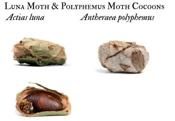 Luna and Polyphemus moth cocoons &copy; © The Caterpillar Lab