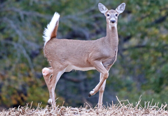 White-tailed Deer &copy; © Acorns Resort