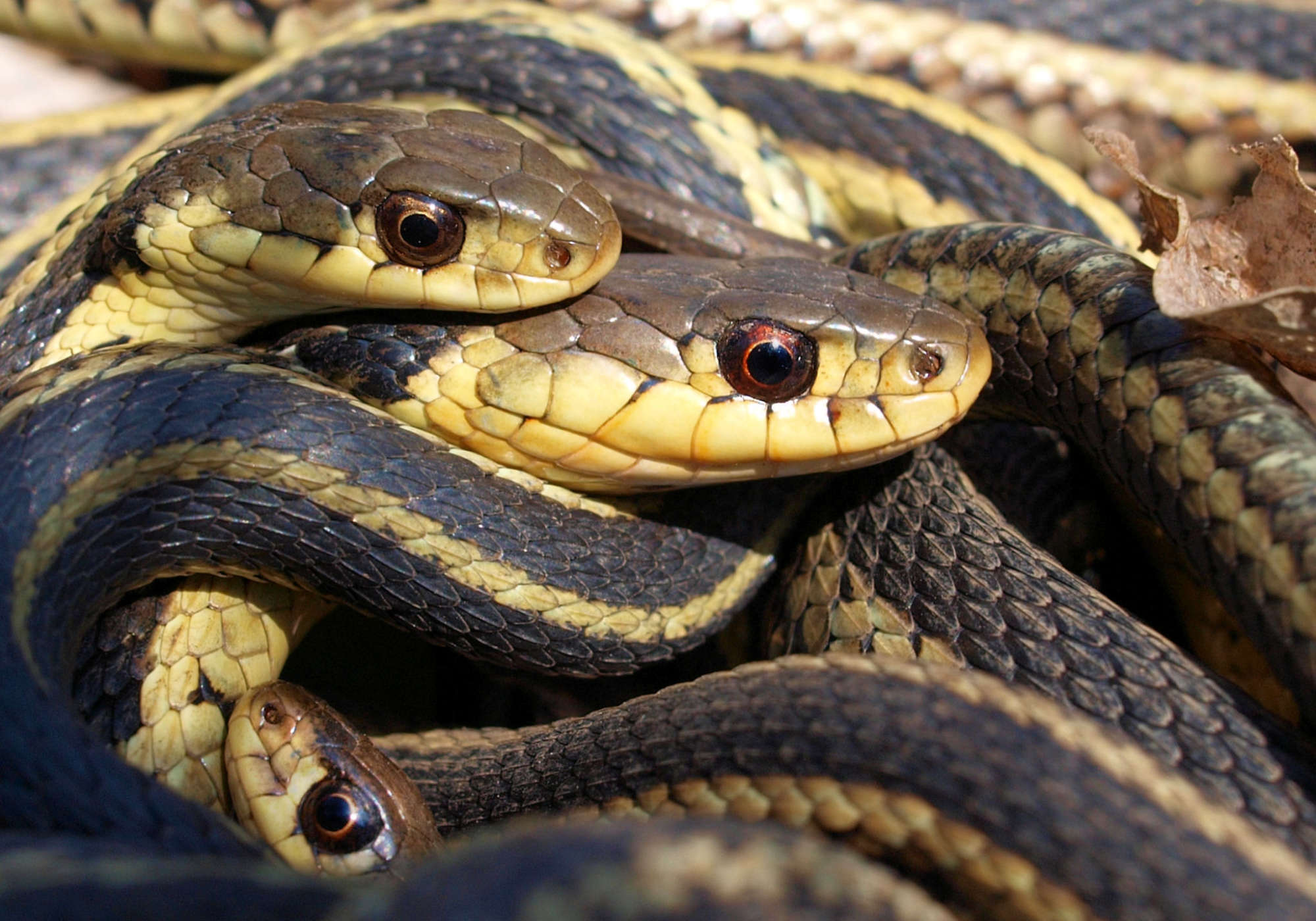Garter snakes &copy; © Eric Bégin