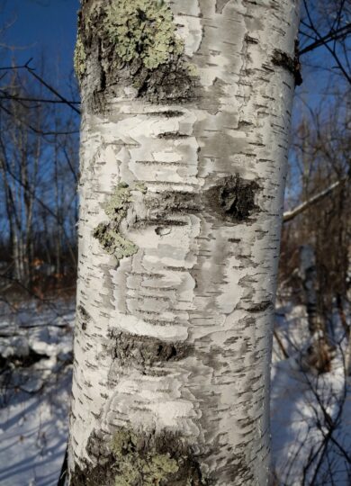 Paper Birch &copy; © davidenrique