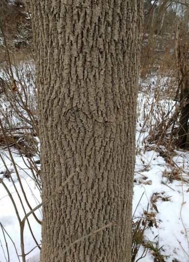 White Ash &copy; © Jason L Miller