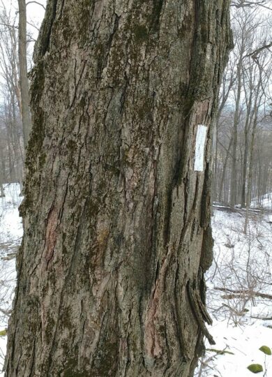 Sugar Maple &copy; © Jason L Miller