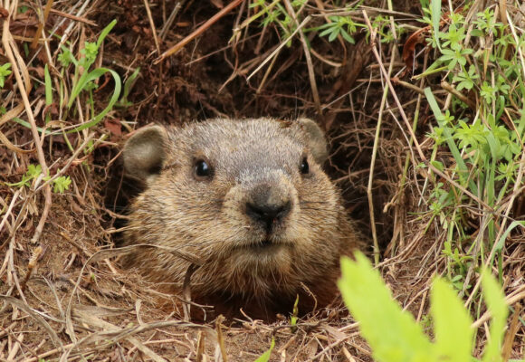 Groundhog &copy; © Nick Tepper