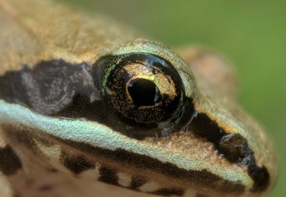 Wood Frog &copy; © Nathaniel Sharp
