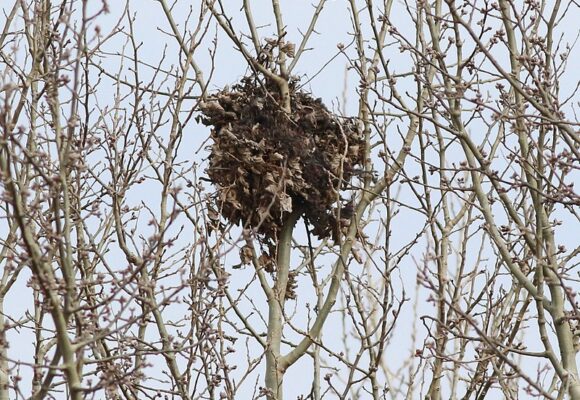 Gray Squirrel Nest &copy; © Dr. Jozef Lengyel