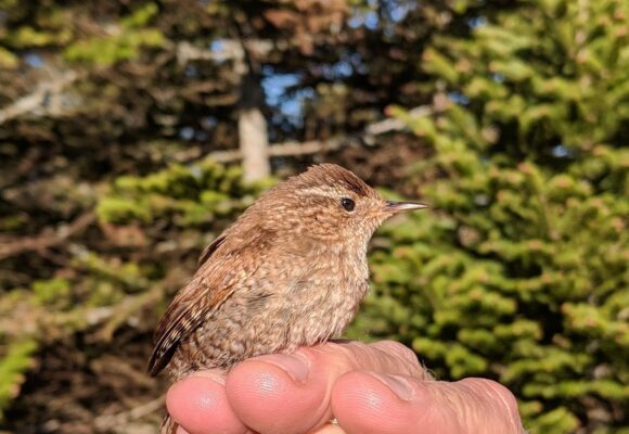 Winter Wren &copy; © Nathaniel Sharp