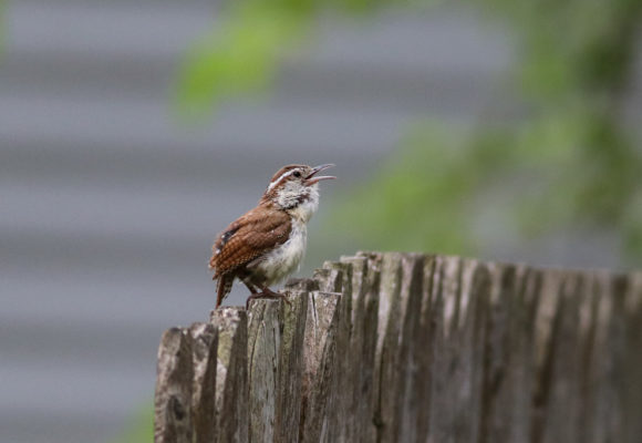 12028, , large (26), , , image/jpeg, https://media.vtecostudies.org/wp-content/uploads/2021/11/08184430/large-26.jpg, 1024, 683, Array, Array © Nick Tepper