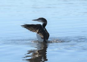 One Lucky Loon