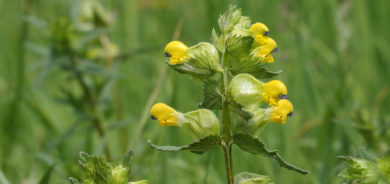 Yellow Rattle