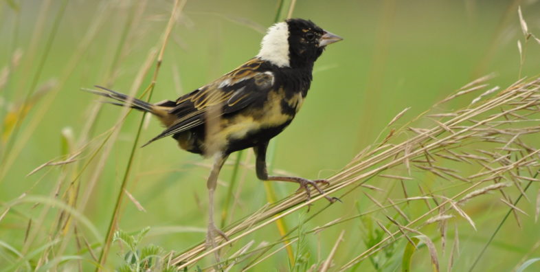 Bobolink