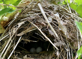 Birder Broker 2021 Update