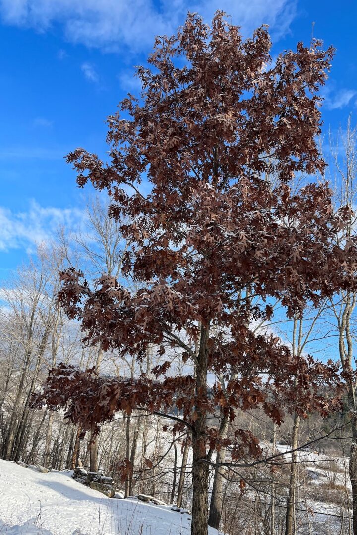 White Oak &copy; © Jason Loomis