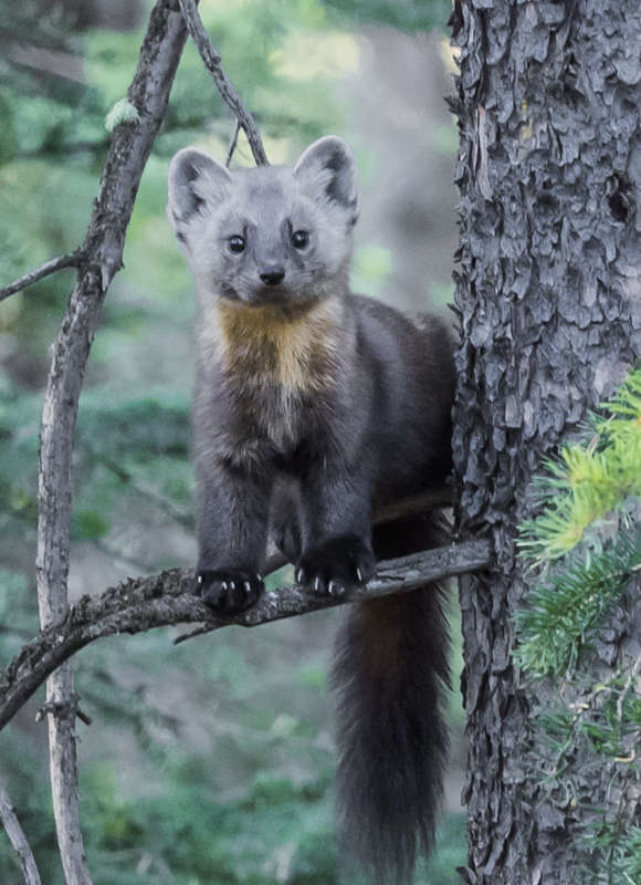 American Marten &copy; © Robert G. Brown licensed under CC-BY-NC