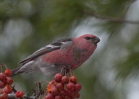 Gifts for the Conservation-minded People in Your Life