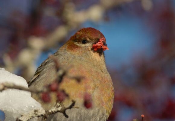 Pine Grosbeak &copy; © Nathaniel Sharp