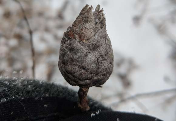 Willow Pinecone Gall Midge &copy; © Nathaniel Sharp