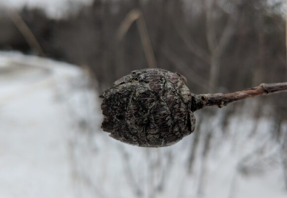 Willow Pinecone Gall Midge &copy; © Nathaniel Sharp