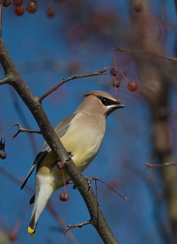 Cedar Waxwing &copy; © Nathaniel Sharp
