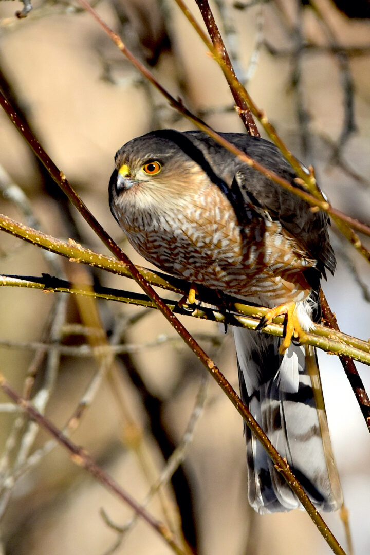 A male Sharp-shinned Hawk banded 6/7/19 at VCE's Mount Mansfield banding station. &copy; © Nathaniel Sharp