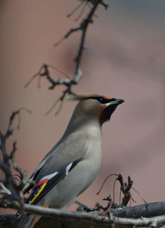 12108, , large-29_580x800_acf_cropped, , , image/jpeg, https://media.vtecostudies.org/wp-content/uploads/2022/01/08184229/large-29_580x800_acf_cropped.jpg, 580, 800, Array, Array © Nathaniel Sharp