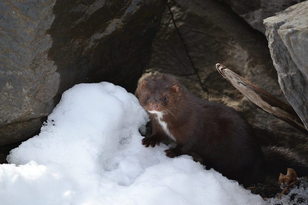 American Mink © Nick Tepper