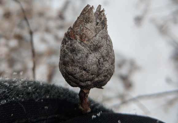 12092, , large-13_580x400_acf_cropped, , , image/jpeg, https://media.vtecostudies.org/wp-content/uploads/2022/01/08184254/large-13_580x400_acf_cropped.jpeg, 580, 400, Array, Array © Nathaniel Sharp