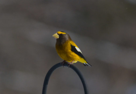 12085, , eveninggros, , , image/jpeg, https://media.vtecostudies.org/wp-content/uploads/2022/01/08184312/eveninggros.jpg, 1057, 700, Array, Array © Nathaniel Sharp