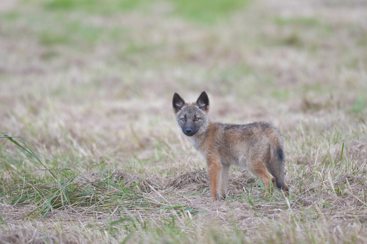 Coyote pup &copy; © Nathaniel Sharp
