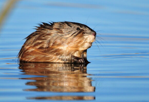 Muskrat &copy; © Tom Koerner